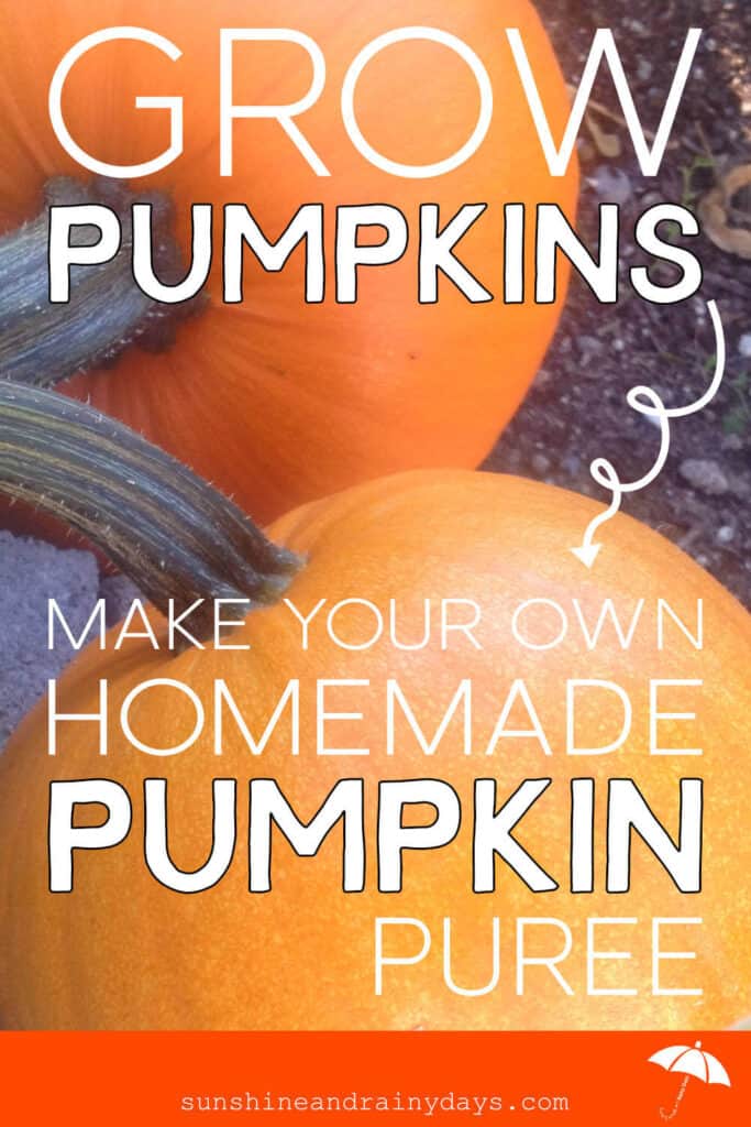 Grow Your Own Pumpkins And Make Homemade Pumpkin Puree