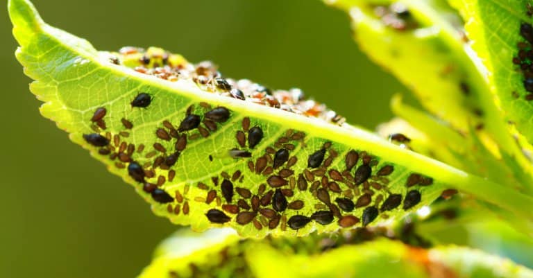 5 Secrets To A Healthy Garden - Sunshine And Rainy Days