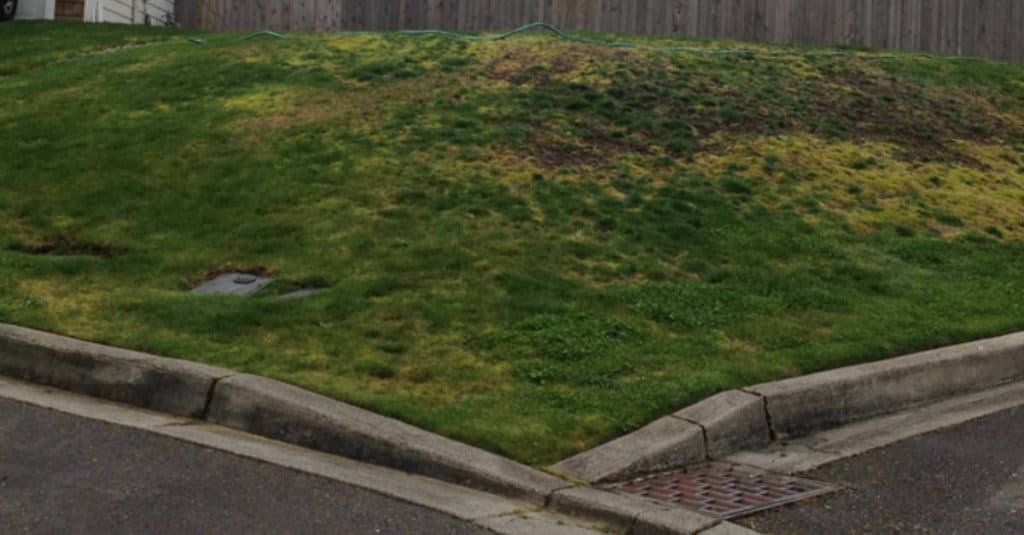 A hill of moss and grass.