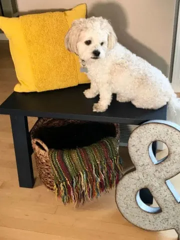 TeddiBear sitting on our new entryway bench that I built!