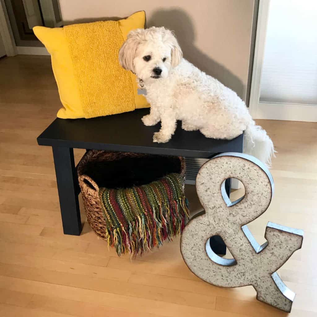 Our doge, Teddibear, sitting on our DIY Bench.