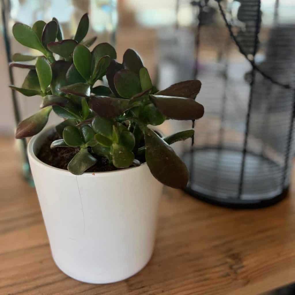 Plant in a white pot gift idea for co-workers.
