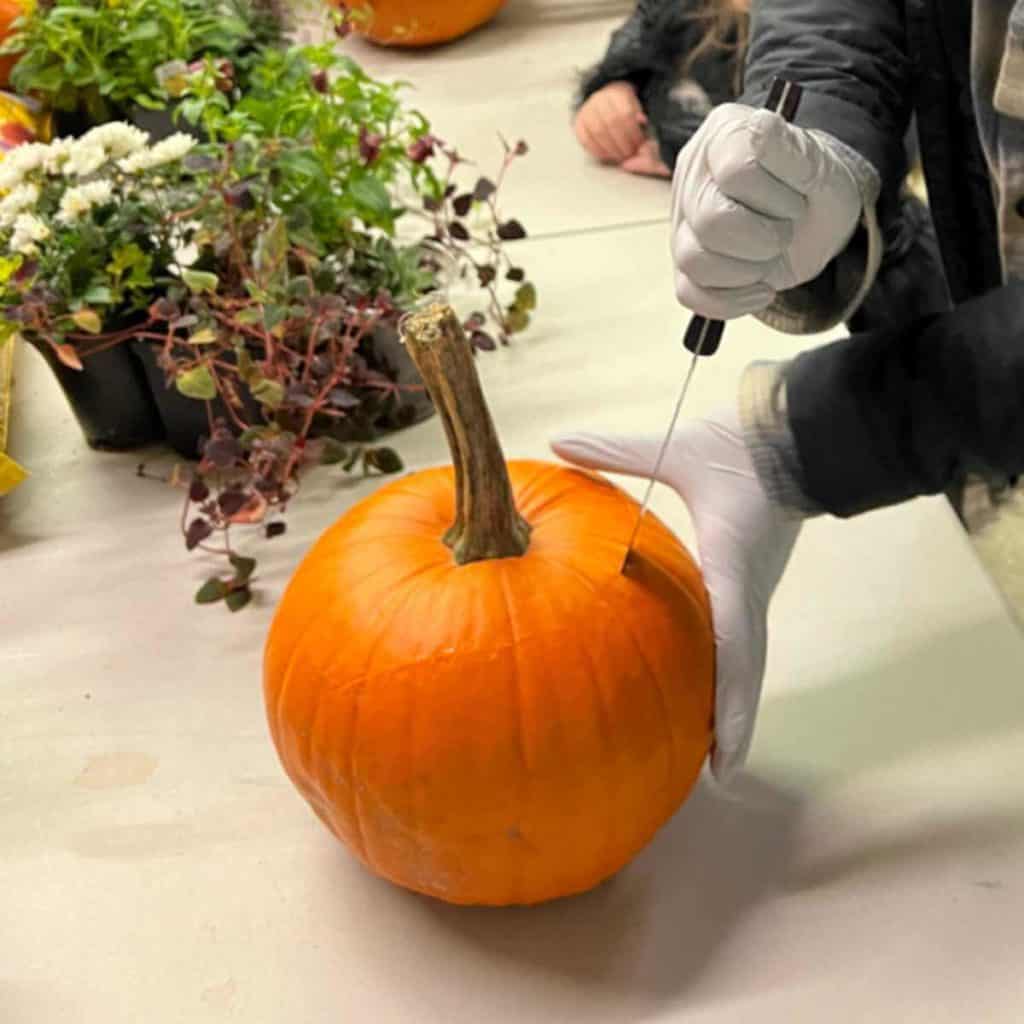 Girl cutting the top of a pumpkin.