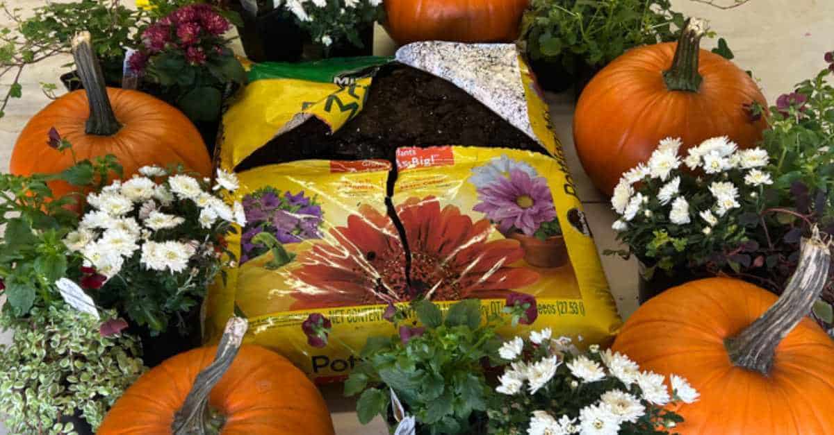 DIY Pumpkin Planter: A Step-By-Step Guide For Fall Decor - Sunshine and  Rainy Days