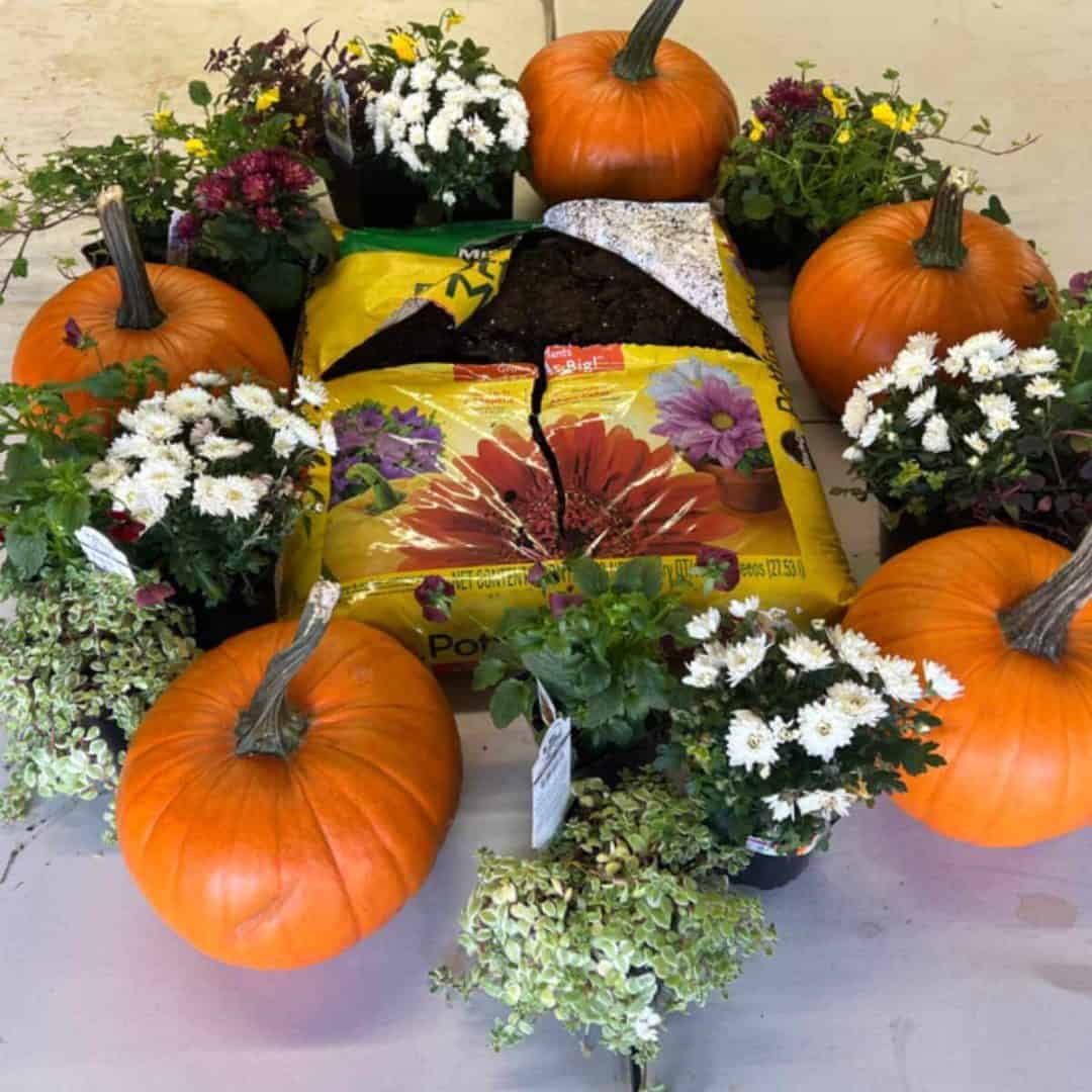 DIY Pumpkin Planter A StepByStep Guide For Fall Decor Sunshine and