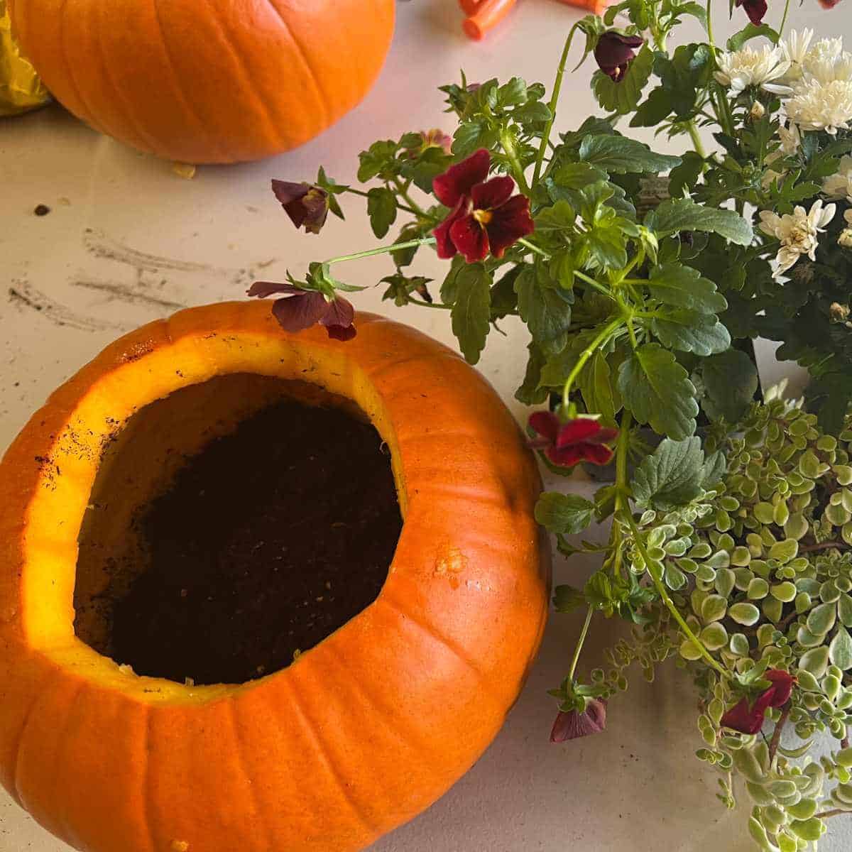 A little potting soil in the bottom of a cleaned out pumpkin.