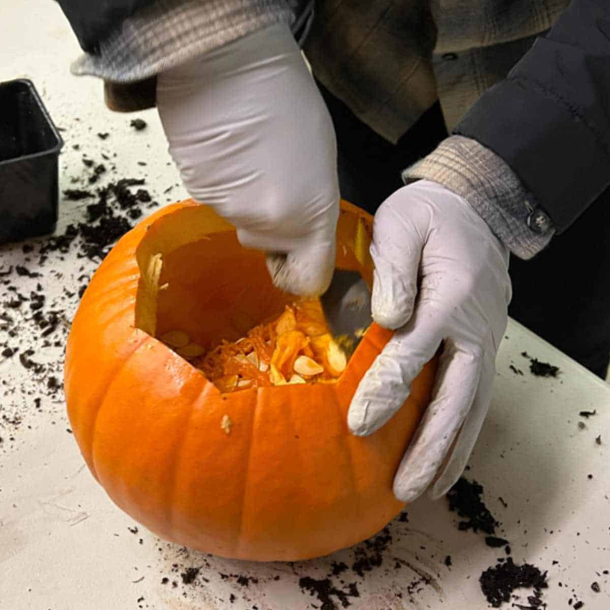 Using an ice cream scoop to scoop the seeds out of a pumpkin.